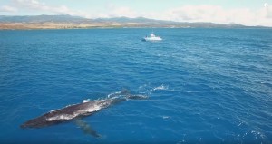 whales-in-hawaii-01