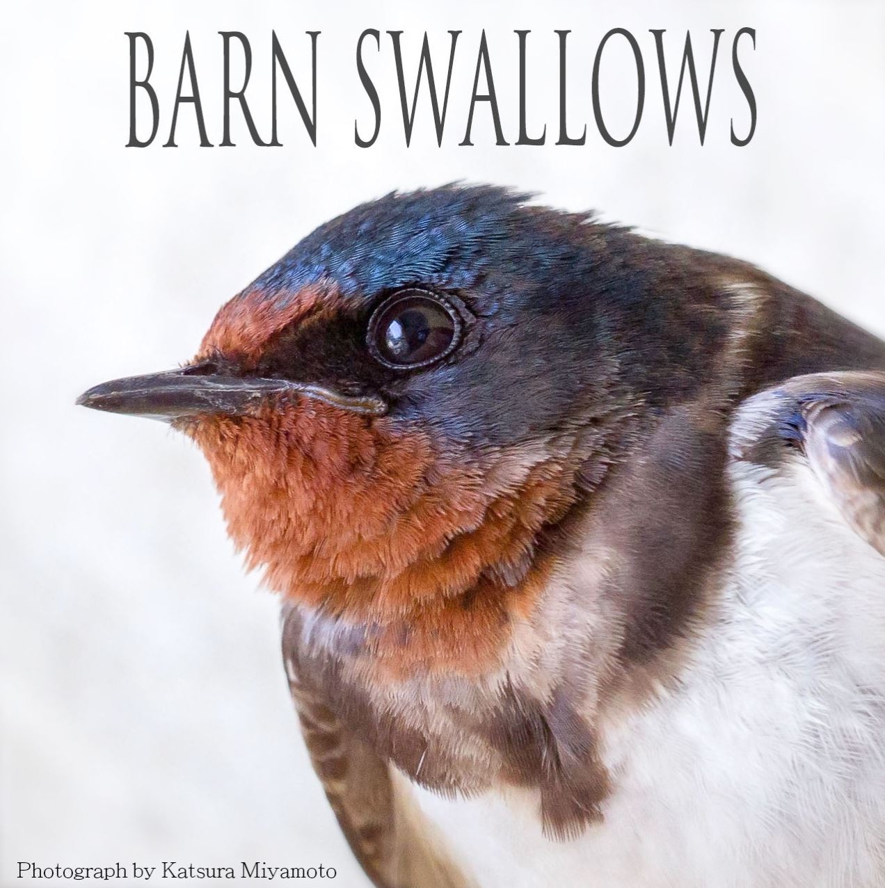 BARN SWALLOWS 01