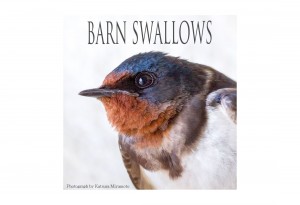 BARN SWALLOWS 02